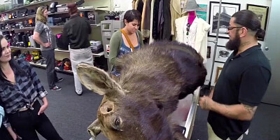 Moose head fail to sell so they fuck him after they pawn a moose head