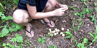 Picking wild Fruits and Eat