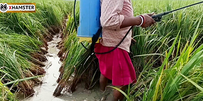 village nomita Spray on rice plants Bengali audio dirty