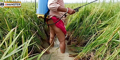 village nomita Spray on rice plants Bengali audio dirty