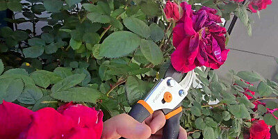 Nookies Hot Housewife Sydney Paige