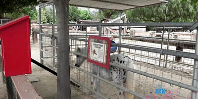 Good-looking Sia Wood - close action - ATK Girlfriends