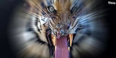 Esse Mulherao Ama Meu Pau - Completo No Red 11 Min - Iara Alves And Tony Tigrao