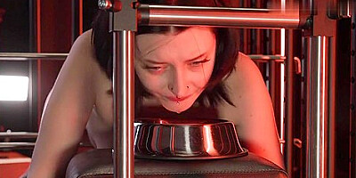 Doggone It Milking