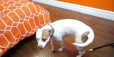 Aphrodisiac Nick Manning and Christy Mack - cumshot clip - PUBA