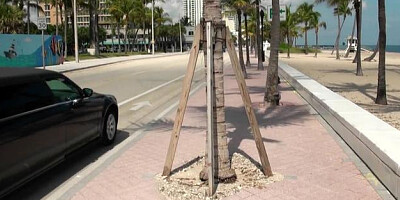 MILFHunter: Nailing with Tommy as well as bald Stepphanie