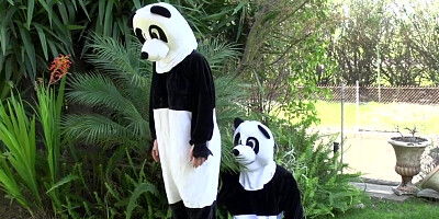 Lovers are dressed as two panda bears while enjoying outdoor fucking