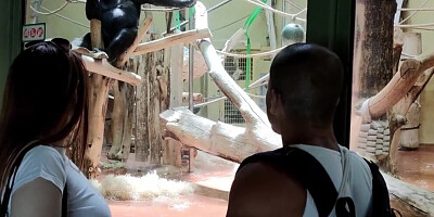 ANNOYING STEP SISTER GOES TO THE ZOO WITH HER BRO - Chubby Teen with Big, round Ass is a Nympho!